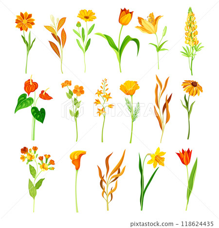 Orange Flowers on Green Stem with Leaf Vector Set 118624435