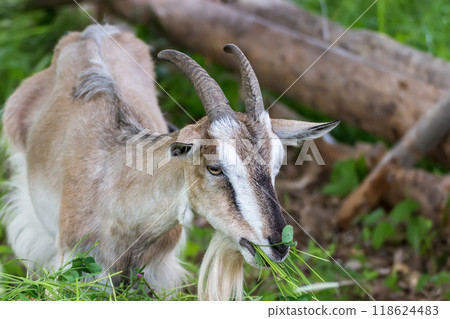 Adult village goat Adult village goat 118624483