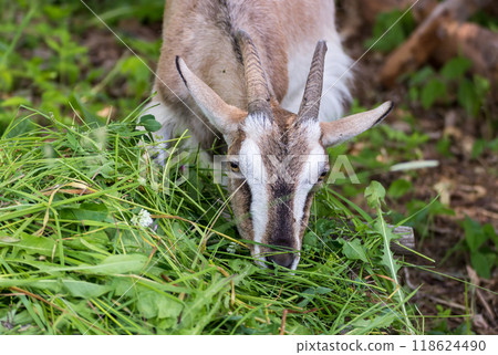 Adult village goat 118624490