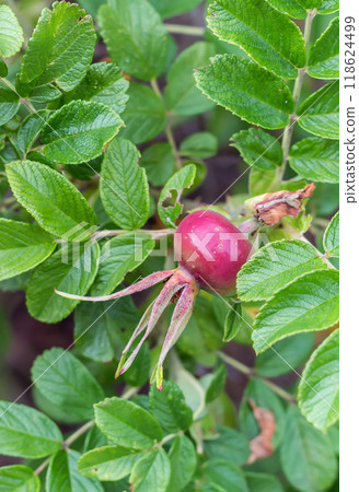 Rosehips Rosehips 118624499