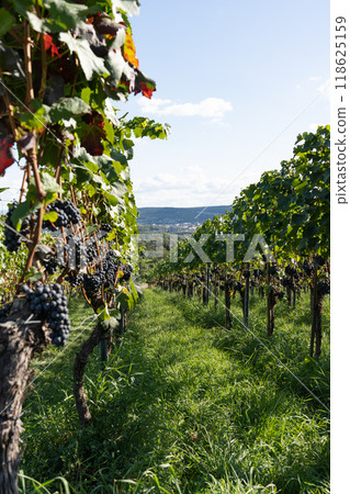 Well-tended rows of grapevines with ripe grapes in Germany. 118625159