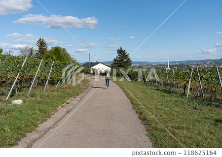 A group of women is walking along the road among the vineyards. A group of women is walking along the road among the vineyards. 118625164
