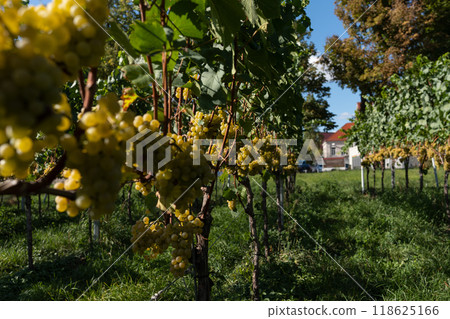 Ripe white grapes hanging on vine in vineyard at sunny day, harvest season. Ripe white grapes hanging on vine in vineyard at sunny day, harvest season. 118625166