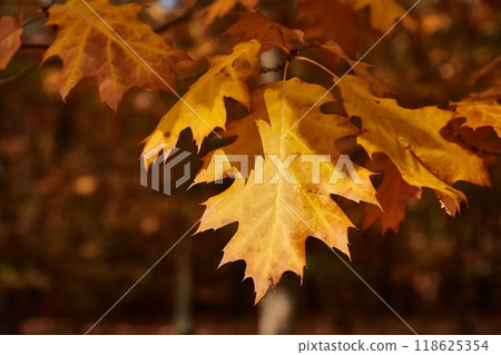 Autumn tree leaves 118625354
