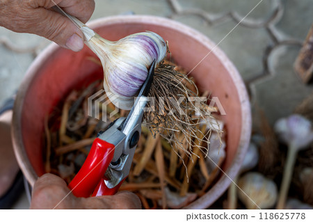 Harvesting fresh garlic. A mans hands carefully trim the garlic roots with pruning shears. Harvesting fresh garlic. A mans hands carefully trim the garlic roots with pruning shears. 118625778