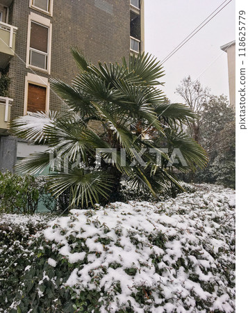 Palm tree growing in a snowy environment, amidst other vegetation also covered in snow. Abnormal weather Palm tree growing in a snowy environment, amidst other vegetation also covered in snow. Abnormal weather 118625779