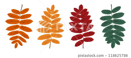 Set of autumn rowan leaves. Realistic yellow, red, orange, green rowan leaves. Vector 118625786