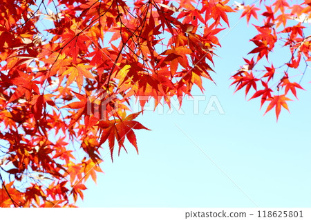 色彩鮮豔的楓葉【藍天背景】 色彩鮮豔的楓葉【藍天背景】 118625801