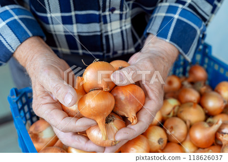 Close-up hands of farmer holding fresh onions from the harvest. Close-up hands of farmer holding fresh onions from the harvest. 118626037