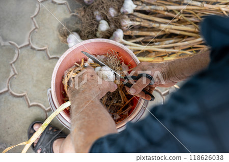 Harvesting garlic: hands trimming freshly dug bulbs in a garden setting. Harvesting garlic: hands trimming freshly dug bulbs in a garden setting. 118626038
