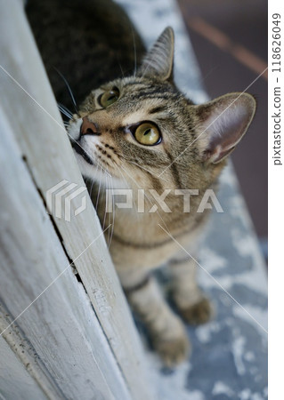 cute striped cat is sitting on balcony. Portrait of brown colored pet. Striped cat close-up cute striped cat is sitting on balcony. Portrait of brown colored pet. Striped cat close-up 118626049