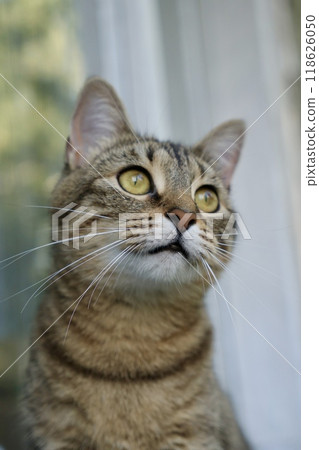 cute striped cat is sitting on balcony. Portrait of brown colored pet. Striped cat close-up 118626050