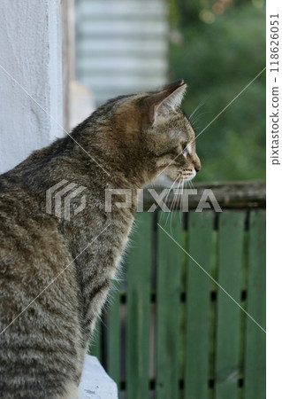 cute tabby cat is sitting on balcony or terrace. Portrait of close-up of brown colored pet. cute tabby cat is sitting on balcony or terrace. Portrait of close-up of brown colored pet. 118626051