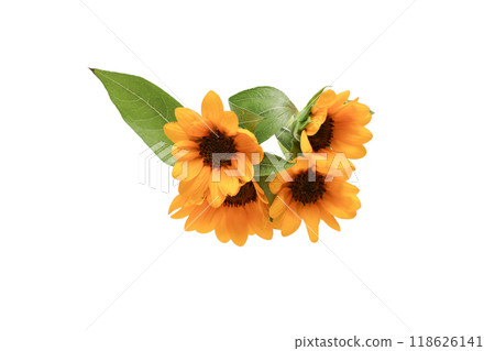 Bouquet of sunflowers on white background Bouquet of sunflowers on white background 118626141
