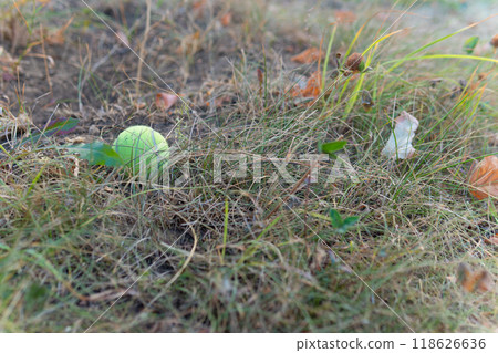 yellow play activity leisure game people lifestyle surface tennis sport bright motion win no ball yellow play activity leisure game people lifestyle surface tennis sport bright motion win no ball 118626636