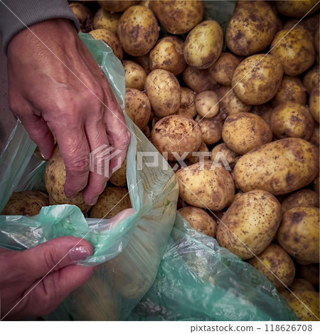 Hands selecting fresh potatoes from a green bag at a market Hands selecting fresh potatoes from a green bag at a market 118626708