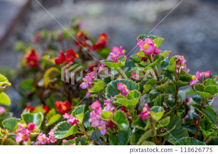 Flowers 118626775