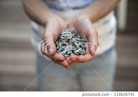 Hand of a child holding sunflower seeds 118626791