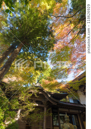 Autumn leaves at Donzan Kannonji Temple (Sasaguri Town, Fukuoka Prefecture) Autumn leaves at Donzan Kannonji Temple (Sasaguri Town, Fukuoka Prefecture) 118626929