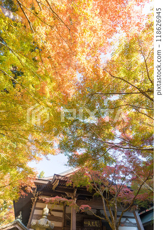 Autumn leaves at Donzan Kannonji Temple (Sasaguri Town, Fukuoka Prefecture) 118626945