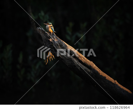 Sacred Kingfisher Sacred Kingfisher 118626964