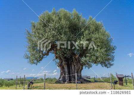 Nagashima Farm "2000-year-old olive tree" 118626981