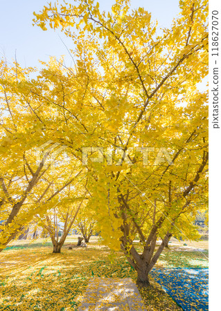 Ginkgo Tree Line (Hita City, Oita Prefecture) Ginkgo Tree Line (Hita City, Oita Prefecture) 118627070