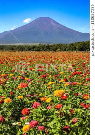 從百日菊盛開的山中湖花宮湖公園眺望富士山 118627359