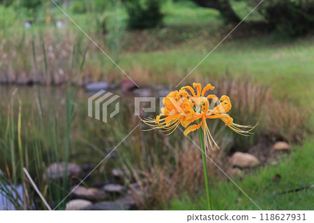 Lycosis flower Lycosis flower 118627931