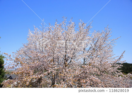 Full bloom of wild cherry blossoms Full bloom of wild cherry blossoms 118628019