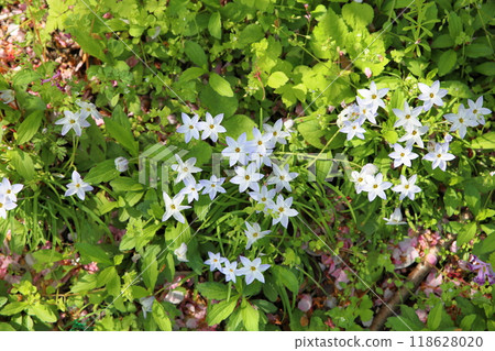 Hana flower flower 118628020