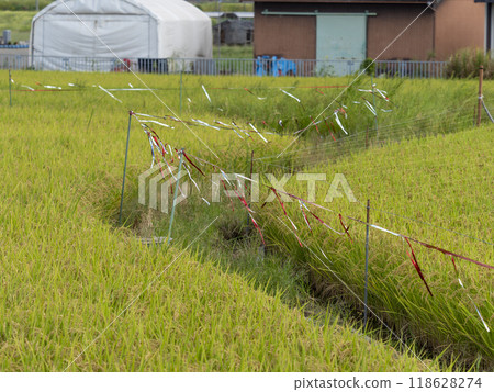用防鳥膠帶覆蓋的鄉村景觀 118628274