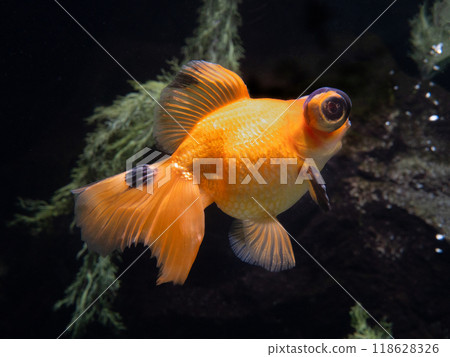Goldfish Demekin Goldfish Demekin 118628326