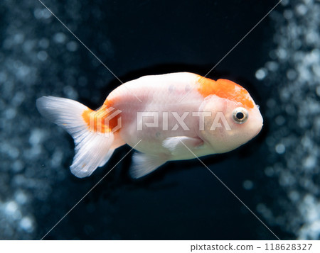 Goldfish ranchu Goldfish ranchu 118628327
