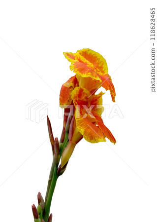 Orange canna flower beautifu 118628465