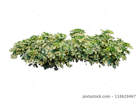 Scheffler Arboricola Varigated Bush 118628467