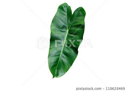 Philodendron burle-marxii Leaf 118628469