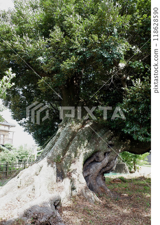 Shiitake mushrooms in Kaebuchi, Kimitsu City, Chiba Prefecture Shiitake mushrooms in Kaebuchi, Kimitsu City, Chiba Prefecture 118628590