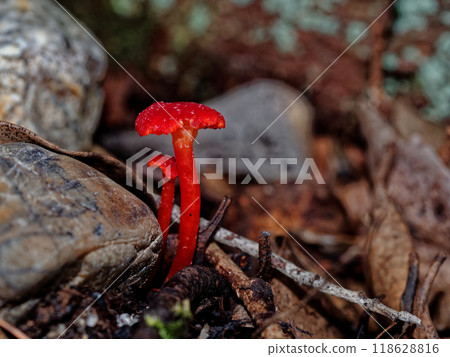 Red mushroom of the Polypodium family, Benihigasa Red mushroom of the Polypodium family, Benihigasa 118628816