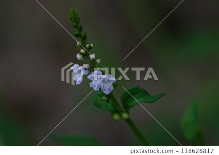 Pale purple flower, Lamiaceae, Perilla platyphylla flower Pale purple flower, Lamiaceae, Perilla platyphylla flower 118628817