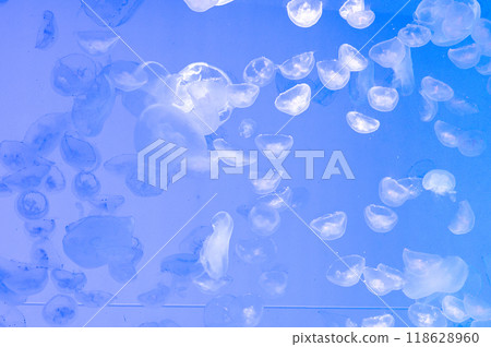 Jellyfish Cute Jellyfish Jellyfish Cute Jellyfish 118628960