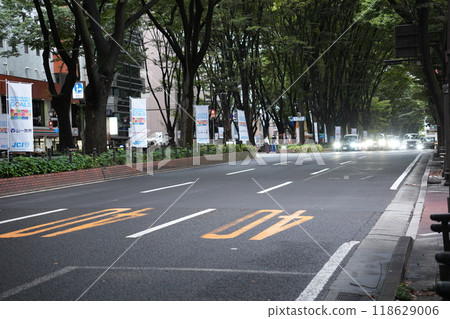 在仙台shijzenji街的Zelkova樹 在仙台shijzenji街的Zelkova樹 118629006
