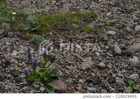 Endemic species of Daisetsuzan, Lagotis glauca 118629493