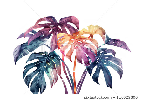 美麗的室內植物龜背竹 美麗的室內植物龜背竹 118629806