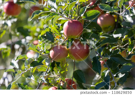 Red colored apple Red colored apple 118629850