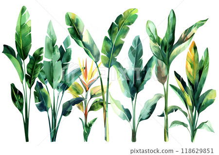 室內植物美麗的大葉子 118629851