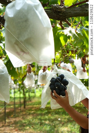 Children enjoying grape hunting 118629922