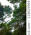 green forest with trees, vertical photo 118629964