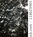 green forest with sunlight, vertical photo 118629965