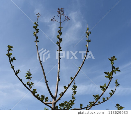 泡桐 泡桐樹 118629983